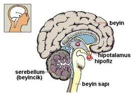 Hipofiz bezi ne işe yarar nerede yer alır