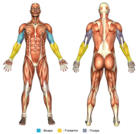 Arka kol egzersizleri anatomisi