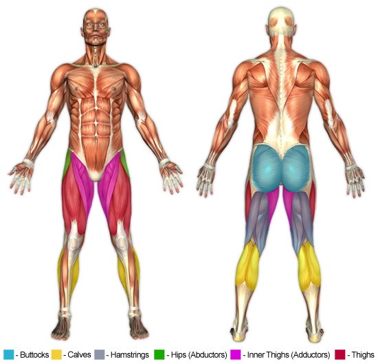 Bacak hareketleri anatomisi