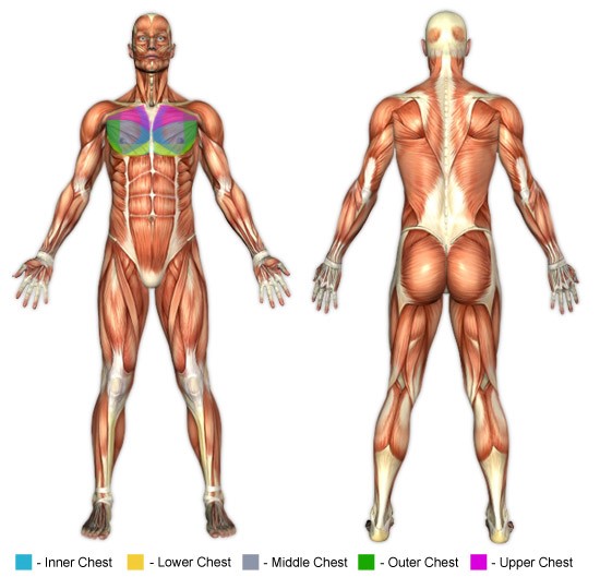 Göğüs egzersizleri anatomisi