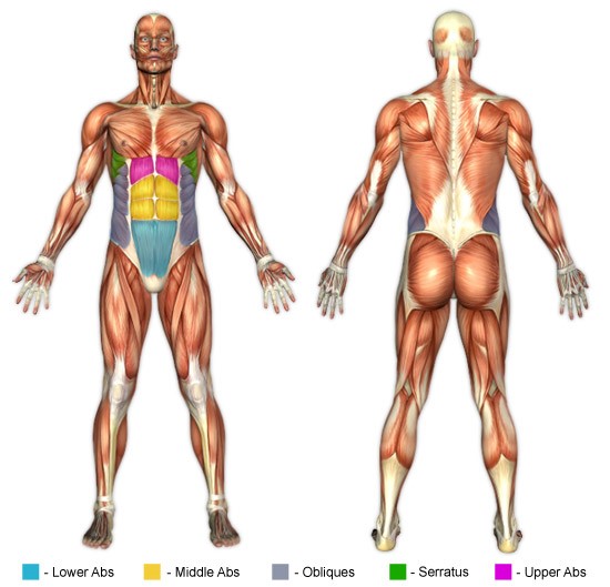 Karın egzersizleri anatomisi