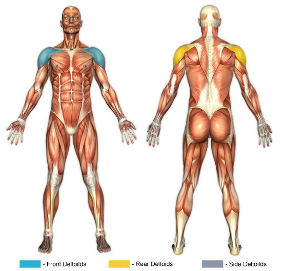 Omuz Egzersizleri Anatomisi