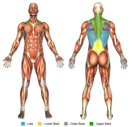 Sırt Egzersizleri Anatomisi