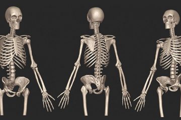 İnsan iskelet sistemi hakkında temel bilgiler