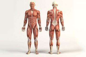 Anatomik düzlemler eksenler ve hareketler